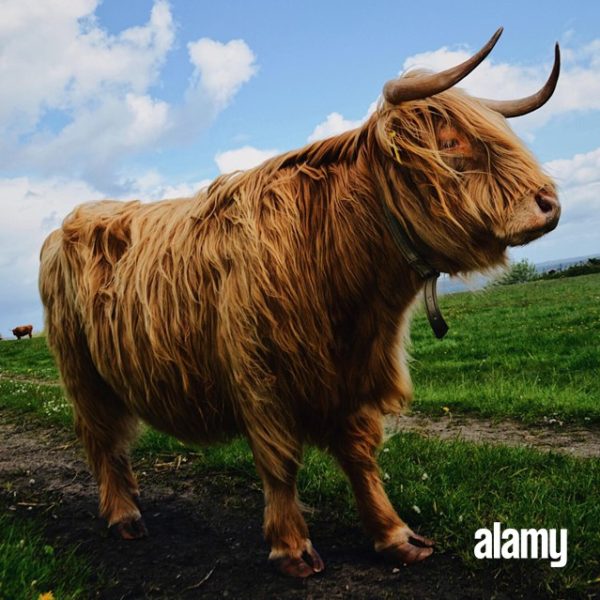 Alamy-Review-2-600x600